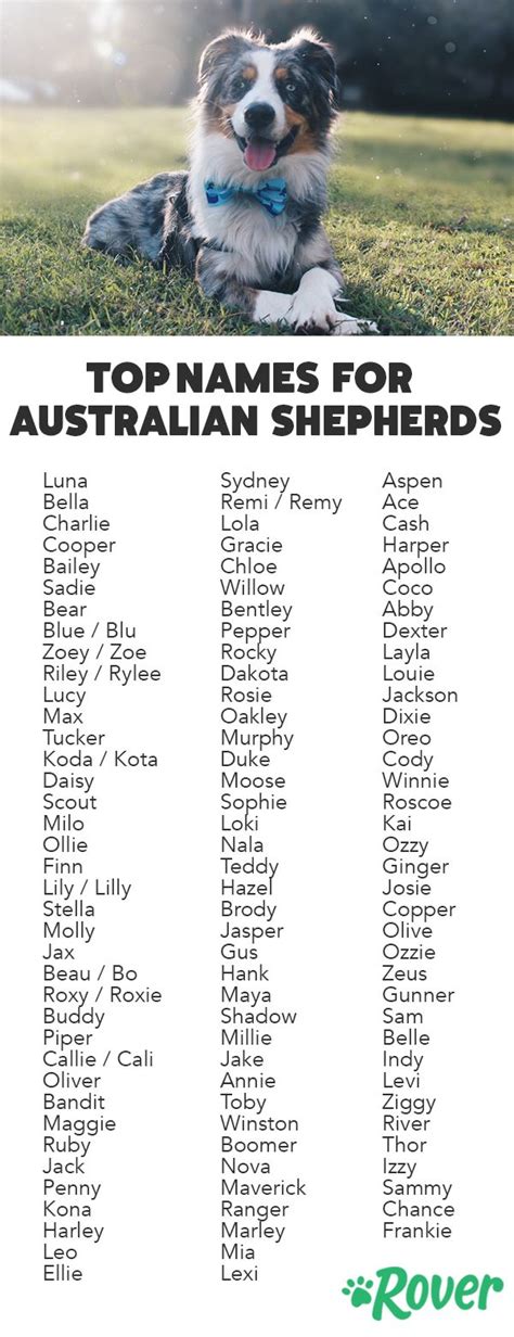 Australian shepherd names - The Australian Shepherd has a bit of a misleading name. The breed actually originated in the Basque region of Europe (between France and Spain) where Shepherds depended on them to herd their flocks. When Basque settlers set sail for the green pastures of Australia, they took their trusted herding dogs along, cross-breeding the Shepherd dogs ...